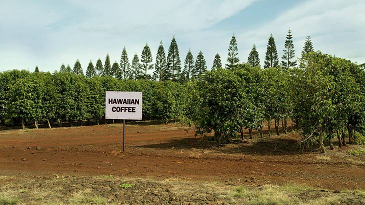 White signage saying Hawaiian coffee in front of rows and rows of coffee plants