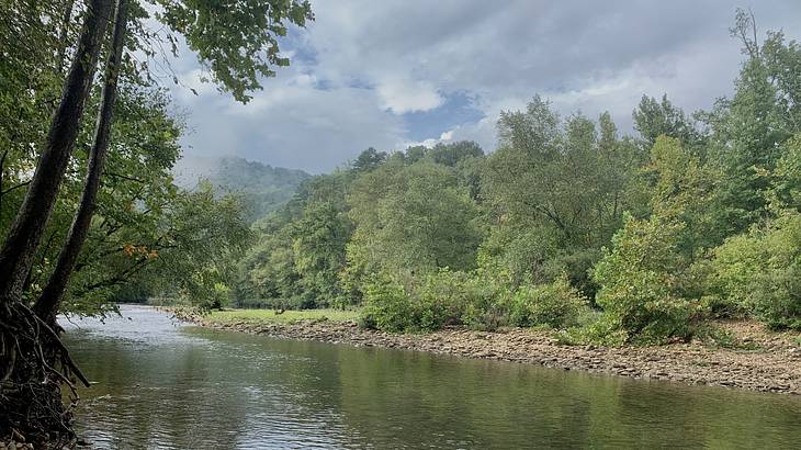 Plants and trees on the rocky banks of a shallow river running through a forest Plants and trees on the rocky banks of a shallow river running through a forest