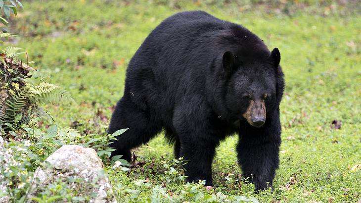 One of the facts about Arkansas state is that it is known as the "Bear State" One of the facts about Arkansas state is that it is known as the "Bear State"