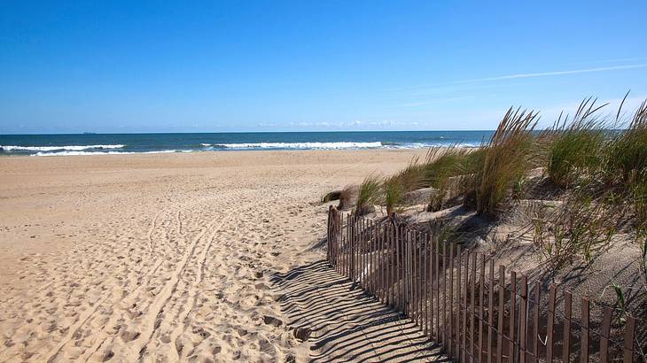 A sandy shore with the ocean in the distance and dunes to the side under a blue sky A sandy shore with the ocean in the distance and dunes to the side under a blue sky