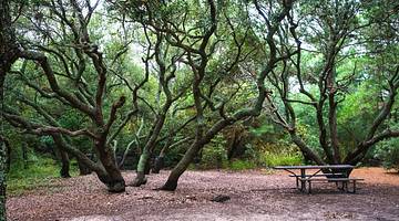 A forest with large trees and a picnic table