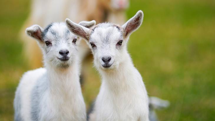 Two young white goats with green grass behind them Two young white goats with green grass behind them