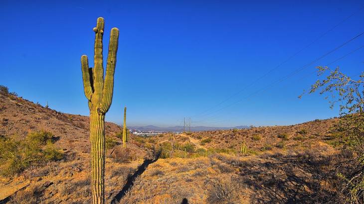 A cactus standing on the grass with hills and a city in the distance on a clear day