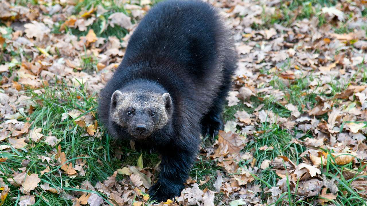 Having a large wolverine population is one of the facts about Michigan state