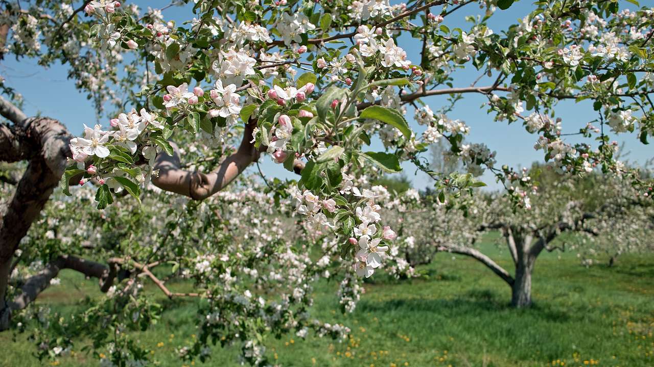 Apple trees with blossoms on a grassy orchard
