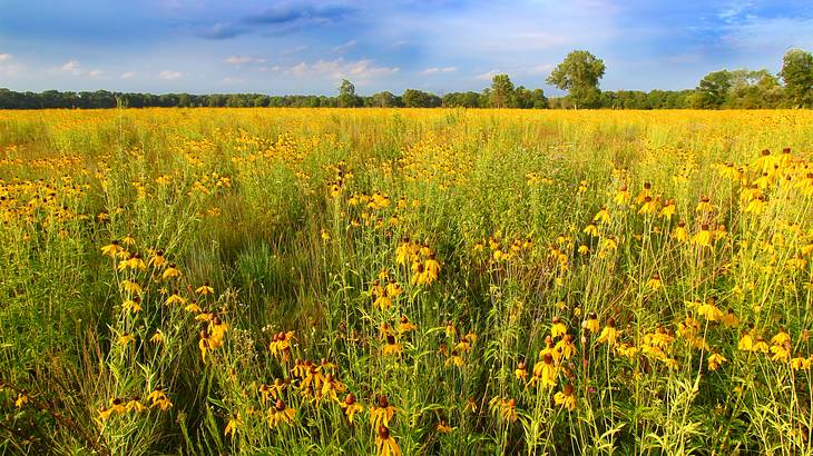 A field full of prairie flowers under a partly cloudy sky