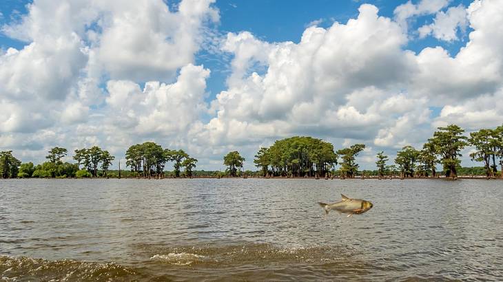 A fish jumping out of a river with trees on the shore under a blue sky with clouds
