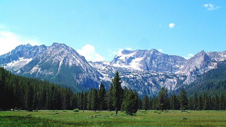 A snow-capped mountain range overlooking alpine trees and green grass A snow-capped mountain range overlooking alpine trees and green grass