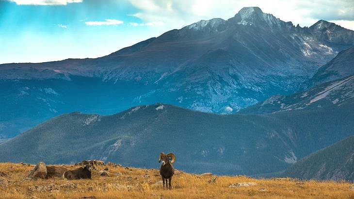 Two bighorn sheep on green grass against a mountain peak, under a partly cloudy sky