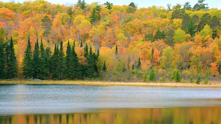 A forest of autumn trees overlooking a reflective lake A forest of autumn trees overlooking a reflective lake