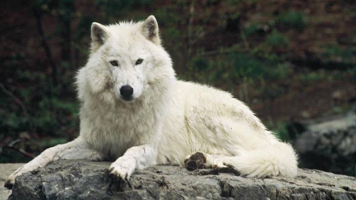 A white arctic wolf sitting on a gray rock