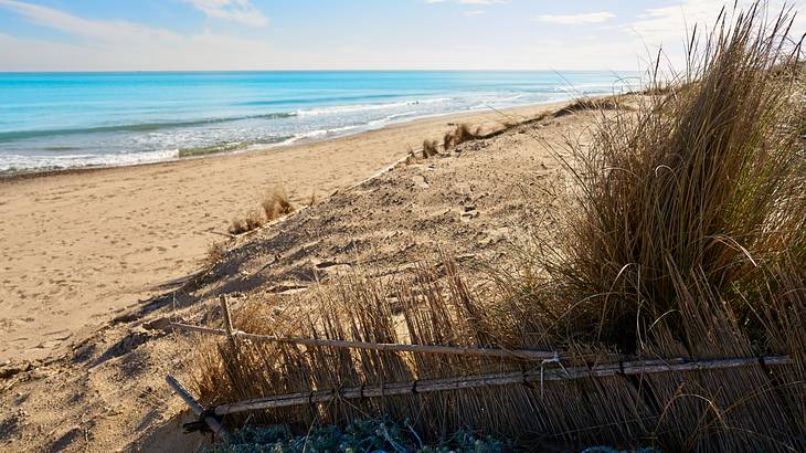 Waves breaking on a quiet beach with long grass in the foreground