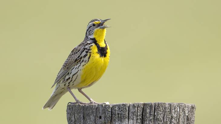 A brown bird with yellow and black colored chest sitting on a wooden post A brown bird with yellow and black colored chest sitting on a wooden post