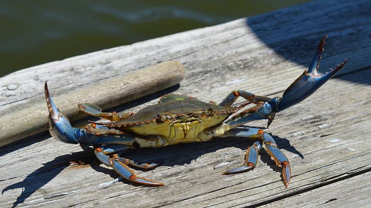 One of the facts about Maryland state is that the state crustacean is the blue crab