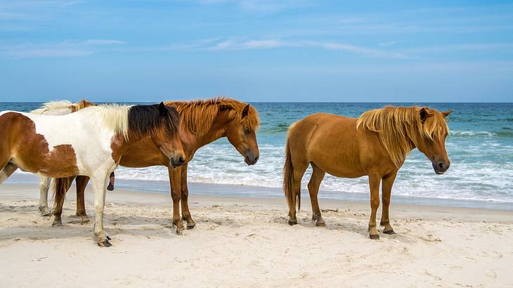 Three wild horses standing on the sand next to the ocean
