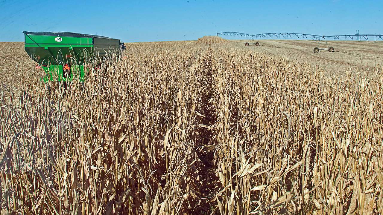 A green tractor in a corn field on a clear day