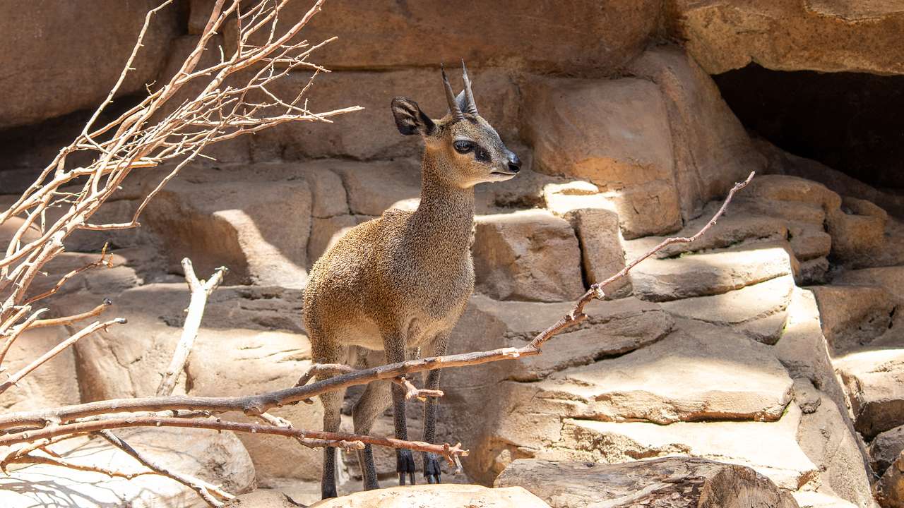 A fawn standing on a rocky area with leafless branches nearby