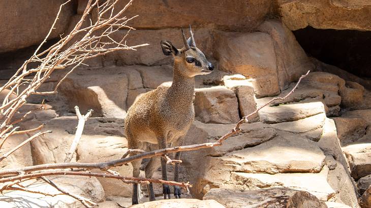 A fawn standing on a rocky area with leafless branches nearby