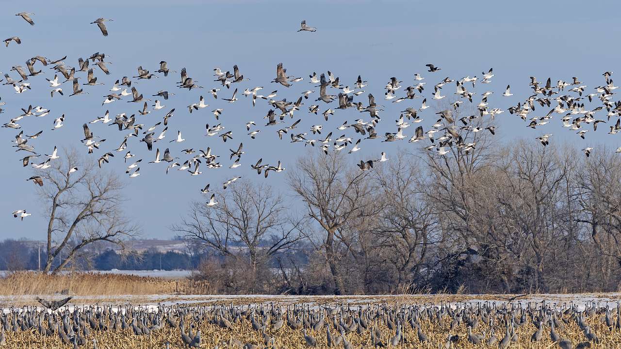 Cranes and geese on the ground and flying above with leafless trees in the back
