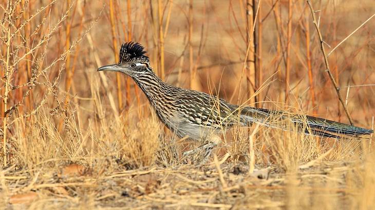 A Greater Roadrunner on ground surrounded by bushes A Greater Roadrunner on ground surrounded by bushes