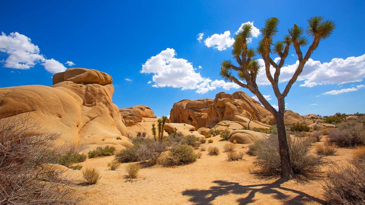A Joshua tree in the desert surrounded by sand, a small hill, and shrubs