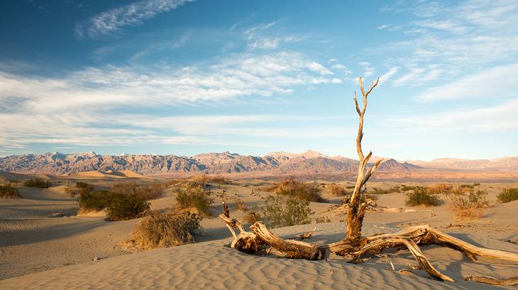 A desert with decayed trees and bushes under a partly cloudy sky A desert with decayed trees and bushes under a partly cloudy sky