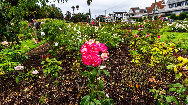 Parnell Rose Garden, Auckland, New Zealand