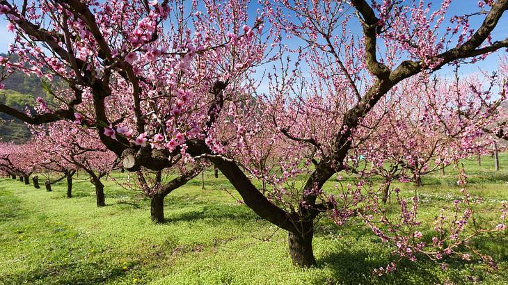 A row of trees with pink peach blossoms on the branches and grass around