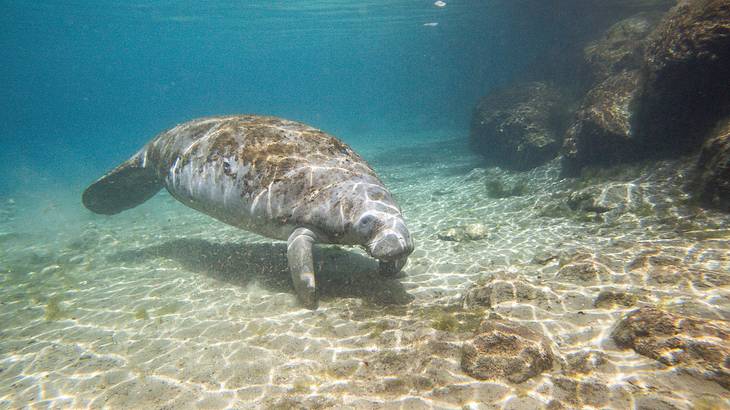 A manatee swimming underwater just above a riverbed