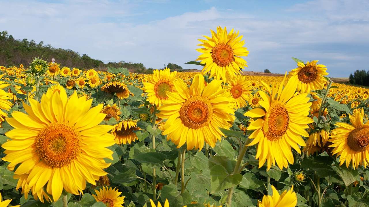 A sunflower field with many flowers on a clear day