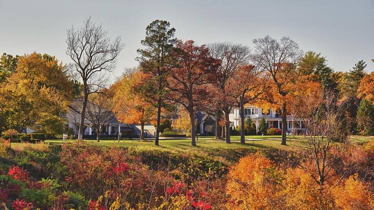 Autumn trees on the grass with houses behind them