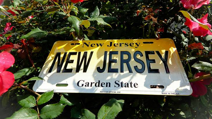 A yellow and white New Jersey plate on top of a rose plant