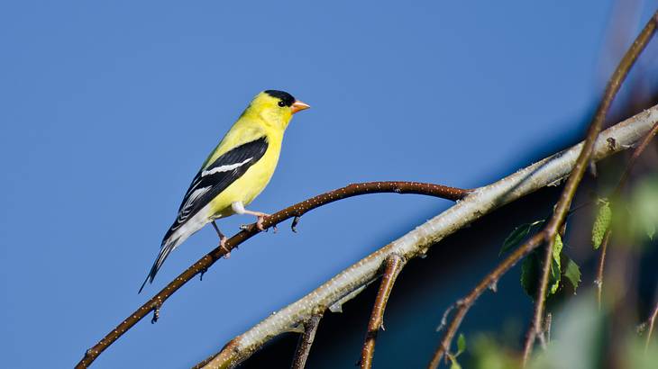 A yellow and black bird perched on a branch of a tree