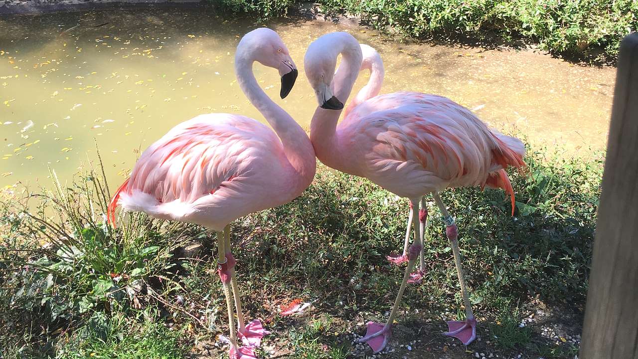 Two flamingos standing on the grass next to a small river