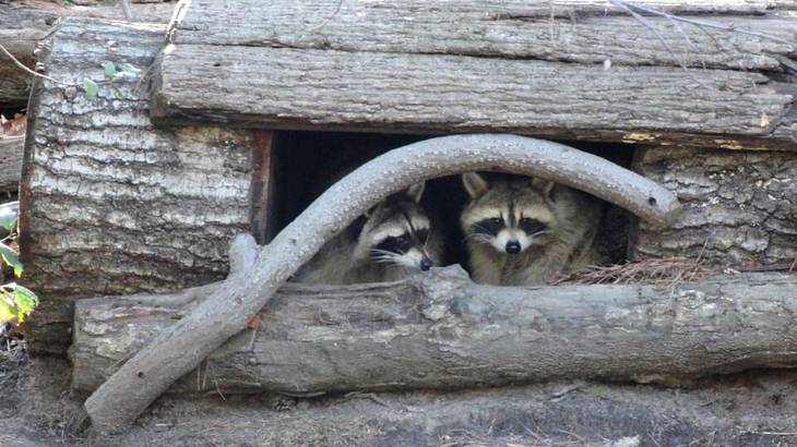 Two raccoons sitting in a hole in a log within a woodland area