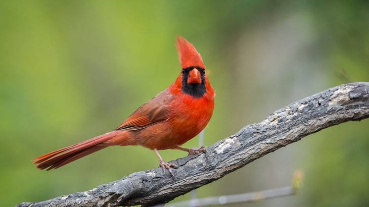 A bright red and black bird with a head crest sitting on a branch