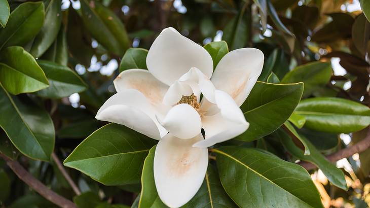 A white flower with a tinge of yellow surrounded by green leaves on a tree branch A white flower with a tinge of yellow surrounded by green leaves on a tree branch