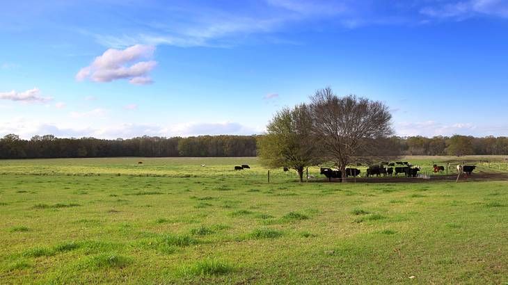 Cows grazing under trees on a vast farm on a sunny day