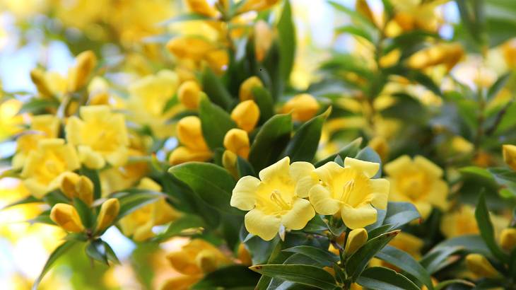 The state flower Yellow Jessamine is one of the fun facts about South Carolina state The state flower Yellow Jessamine is one of the fun facts about South Carolina state