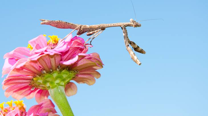 A camouflaged brown mantid against a clear blue sky