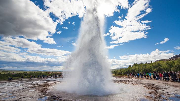 A famous Iceland landmark-a geyser spraying water with trees and tourists to the side