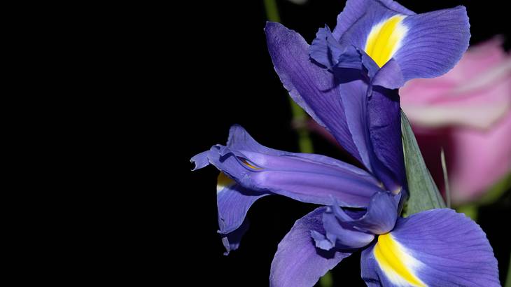 Partially opened purple and yellow flower against a black background