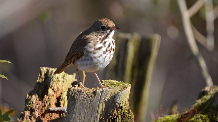 A hermit thrush on a tree stump with tree branches around it