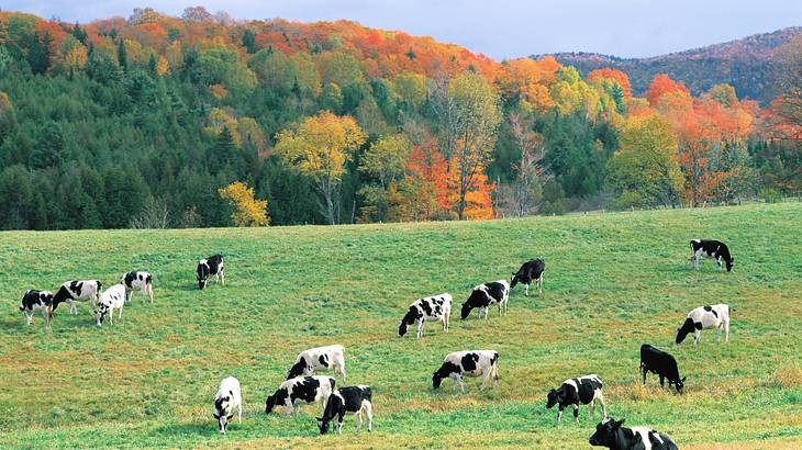Black and white cows grazing in a field with autumn trees behind them