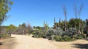 A sandy path with greenery and cacti surrounding it under a blue sky
