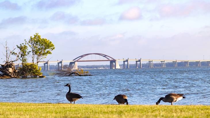 A lake with a bridge over it and three geese on the grassy shore