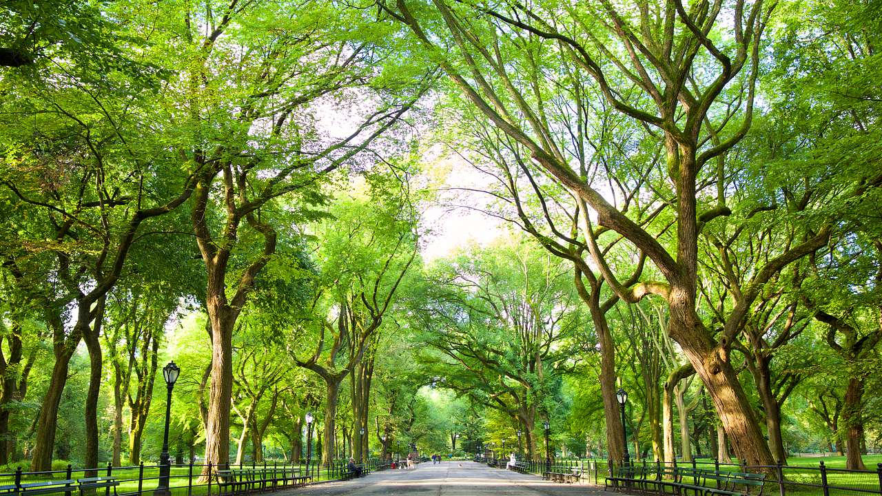 A straight path with green trees and a small fence on either side