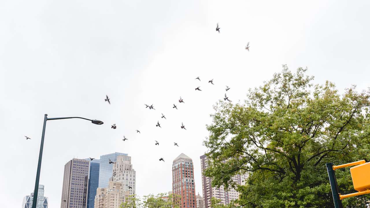 One of many fun facts about New York City is that you can spot 230 bird species