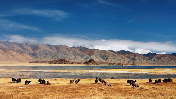 Mongolia is one of the cheapest countries in Asia to visit