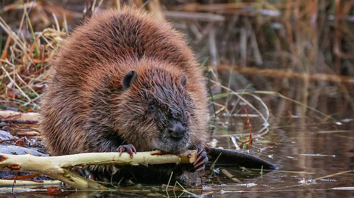 Beaver in shallow water gnawing on a branch